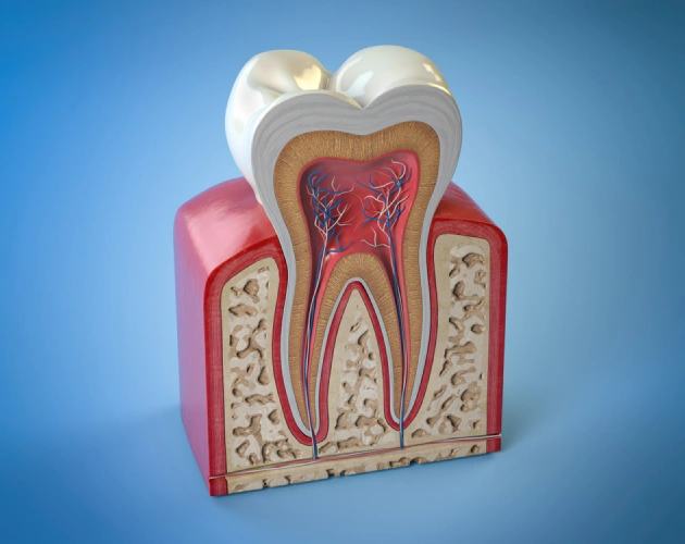 Anatomical cross-section model of tooth structure showing pulp, dentin, and root canal system.